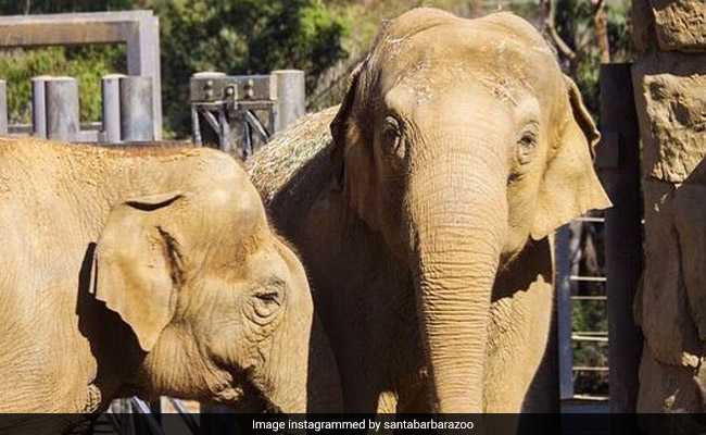 "Broken Hearts": Beloved Indian Elephant Euthanised In California Zoo