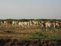 पशुओं को गर्मियों में बीमार होने से बचाने के लिए क्या करें, कौन सी बीमारियां होती हैं, वैक्सीनेशन कितना जरूरी?