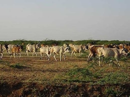 पशुओं को गर्मियों में बीमार होने से बचाने के लिए क्या करें, कौन सी बीमारियां होती हैं, वैक्सीनेशन कितना जरूरी?