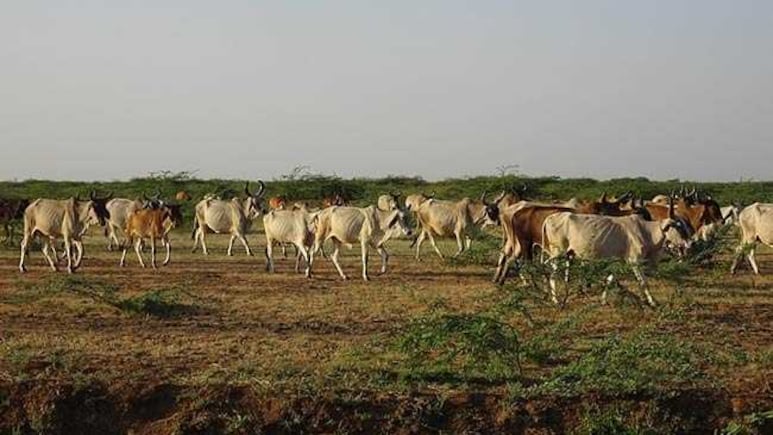 पशुओं को गर्मियों में बीमार होने से बचाने के लिए क्या करें, कौन सी बीमारियां होती हैं, वैक्सीनेशन कितना जरूरी?