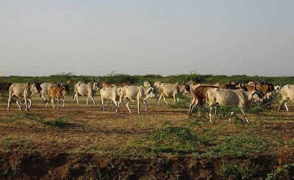 Rajasthan Launches Massive 2-Crore Cattle Vaccination Drive to Stamp ...