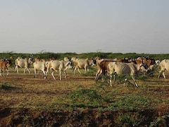 Rajasthan Launches Massive 2-Crore Cattle Vaccination Drive to Stamp Out Foot Mouth Disease