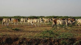 Rajasthan Launches Massive 2-Crore Cattle Vaccination Drive to Stamp Out Foot Mouth Disease