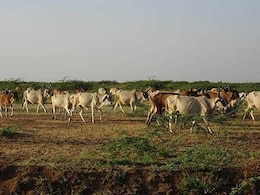 Rajasthan Launches Massive 2-Crore Cattle Vaccination Drive to Stamp Out Foot Mouth Disease