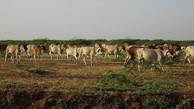 Foot-and-mouth (FMD) is a contagious viral disease affecting livestock