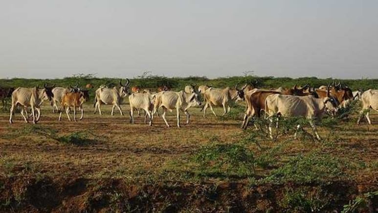 Rajasthan Launches Massive 2-Crore Cattle Vaccination Drive to Stamp Out Foot Mouth Disease