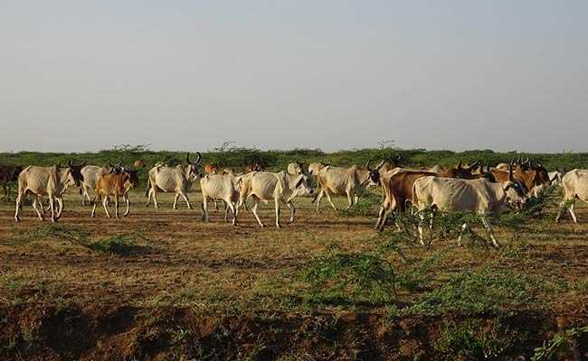 Foot-and-mouth (FMD) is a contagious viral disease affecting livestock
