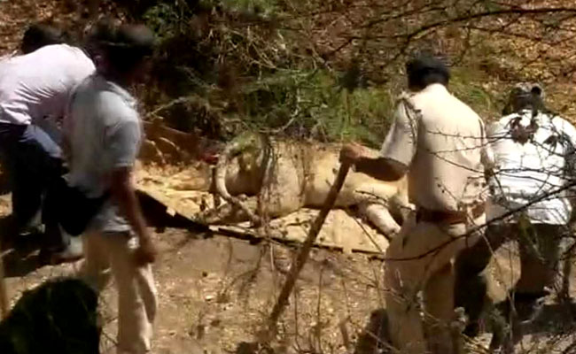 Canine Distemper Virus Found In Some Dead Lions In Gir, Says Government