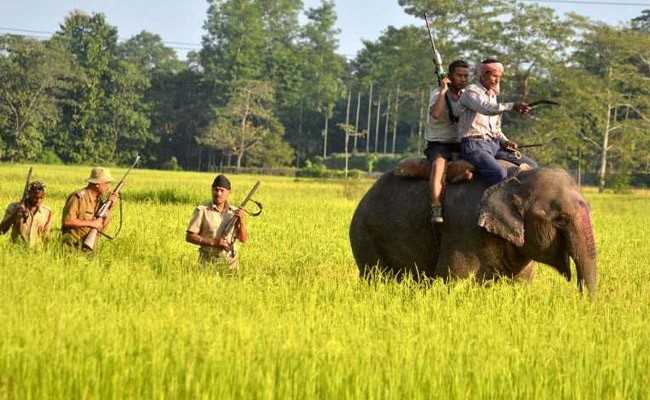 Elephant On Hunt For Tigress Kills Woman In Maharashtra