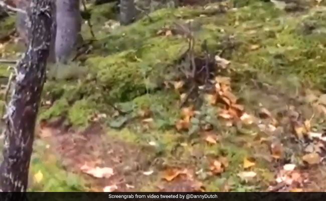 जंगल के सांस लेने का वीडियो हुआ था VIRAL, अब सच्चाई आई सामने