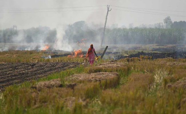 How Will Crop Burning Be Tackled, Green Tribunal Asks Punjab, Haryana, UP