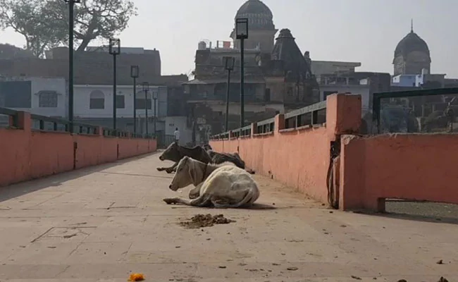 "Will Leave Ayodhya," Says Muslim Petitioner After VHP Rally Plans