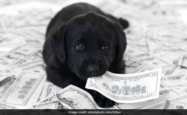 The List Of The World's Richest Pets Includes A Chicken Worth $15 Million