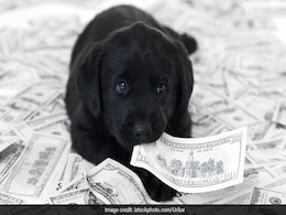 The List Of The World's Richest Pets Includes A Chicken Worth $15 Million The List Of The World's Richest Pets Includes A Chicken Worth $15 Million