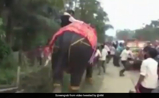 Assam Deputy Speaker Falls During Elephant Ride, Laughs It Off