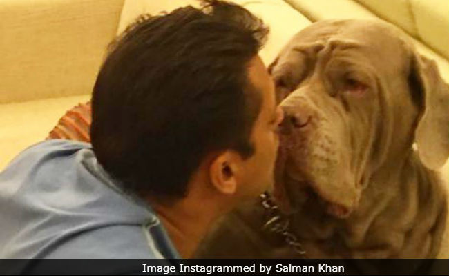 Salman Khan's Pet Dog "My Love" Dies