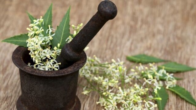 Neem gives a boost to the immune system