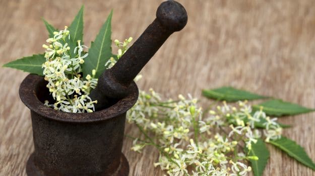 Neem gives a boost to the immune system