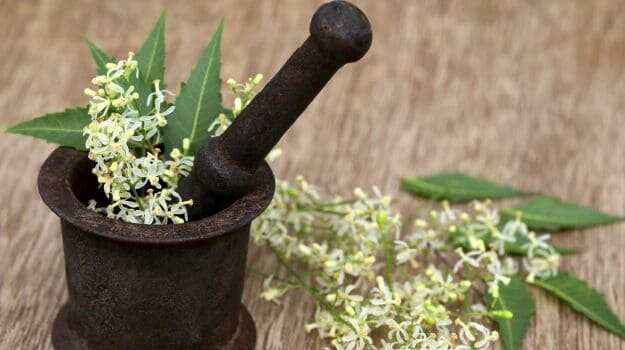 5 Benefits Of Neem That Will Make You Fall In Love With The Herb Instantly