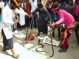 Panic Among Residents After 14 Poisonous Snakes Recovered From UP Village Panic Among Residents After 14 Poisonous Snakes Recovered From UP Village