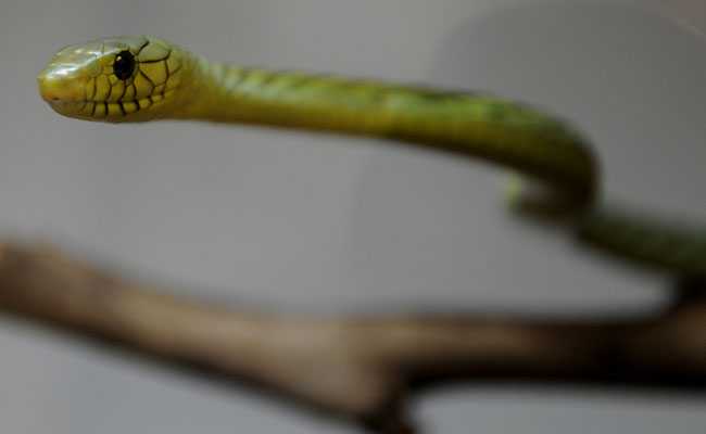 Venomous Snake Hides After Biting Breeder In Prague, Police On Alert