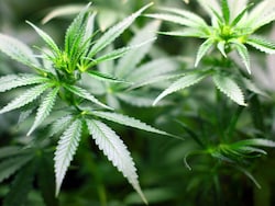 'Not Essential': Kenyan Court Denies Rastafarians' Right to Smoke Weed