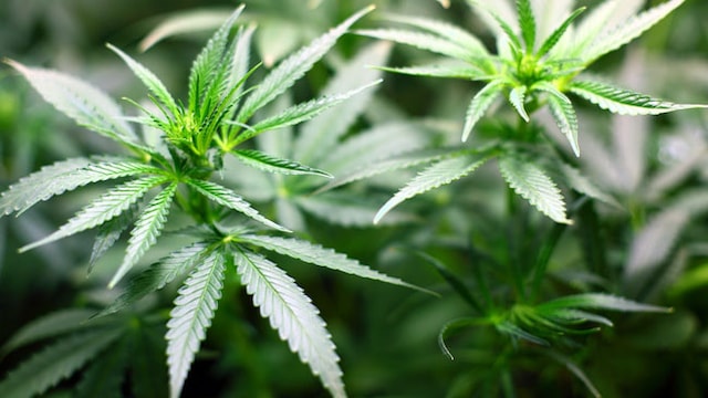 Here's another reason to quit smoking marijuana