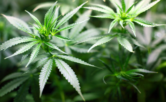 Here's another reason to quit smoking marijuana