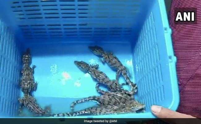 2 Arrested With 8 Crocodile Hatchlings In Nashik