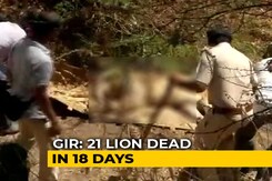 21 Lion Deaths In 18 Days At Gir, Shocker Blamed On Disease, Fights 21 Lion Deaths In 18 Days At Gir, Shocker Blamed On Disease, Fights