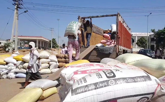 BJP's Promised Aid For Bajra Farmers May Yield Little In Rajasthan Polls