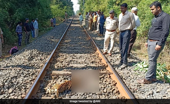 3 Tiger Cubs Die After Being Hit By Train In Maharashtra
