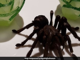 3 Penis Wine, Fried Tarantula And More Gross Delicacies At The Disgusting Food Museum In Sweden! 3 Penis Wine, Fried Tarantula And More Gross Delicacies At The Disgusting Food Museum In Sweden!