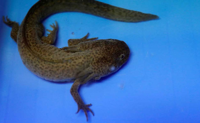 Mexico's Axolotl, A Cartoon Hero And Genetic Marvel, Fights For Survival