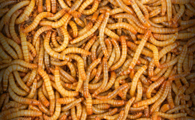 Make A Meal Out Of Mealworms, Hong Kong Startup Says