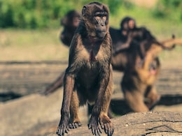 Agra Tourism Industry Seeks Action After Monkey Attacks Cause Panic Agra Tourism Industry Seeks Action After Monkey Attacks Cause Panic