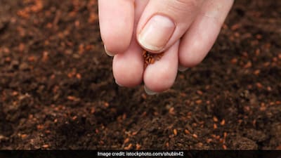 Halim Seeds For Weight Loss: Add Garden Cress Seeds To Your Daily Diet To  Shed Kilos