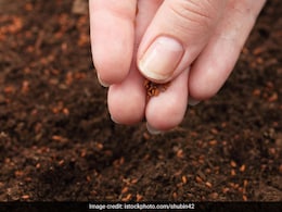 Low Haemoglobin Levels Bothering You? Try Expert-Approved Halim Seeds Low Haemoglobin Levels Bothering You? Try Expert-Approved Halim Seeds