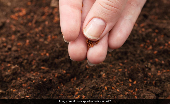 Luke Coutinho recommends consuming 1-2 tablespoons (5-10 grams) of halim seeds for adults