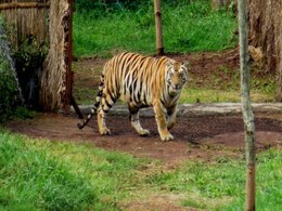Blog: With New Tiger Death, Odisha Proves It Has Learnt Nothing Blog: With New Tiger Death, Odisha Proves It Has Learnt Nothing