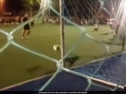 Watch: A Dog's Incredible Penalty Save During A Football Match Watch: A Dog's Incredible Penalty Save During A Football Match