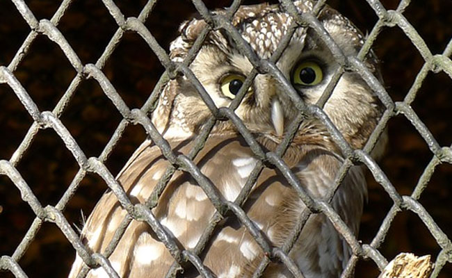 Married Delhi Man Killed Owl Allegedly To Use As Voodoo To Attract Woman