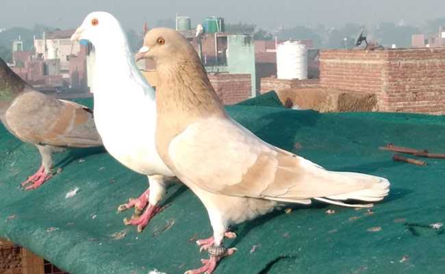 गाजियाबाद में कबूतर चोरी, दाम सुनकर रह जाएंगे हैरान