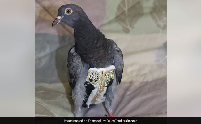 Rescuers Looking For Owner Of Mysterious Bedazzled Pigeon