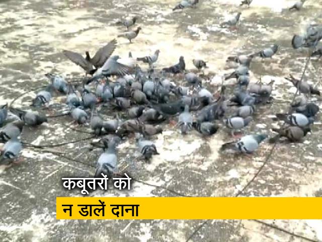 बेंगलुरु महानगर पालिका की अपील-कबूतरों को दाना न डालें लोग