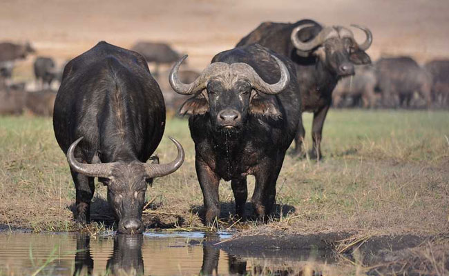 Over 400 Buffaloes, Apparently Chased By Lions, Drown In Botswana River