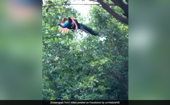 Viral Video: जंगल में कुछ इस तरह उड़ा मोर, देखने से खुद को रोक नहीं पाएंगे आप