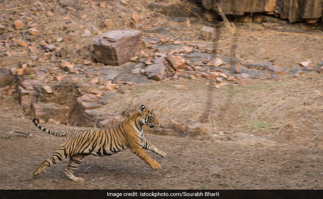 Tigress Found Dead In Maharashtra's Pench Reserve