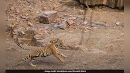 3 Maharashtra Men Lay Electrified Wire For Boar, Kill Tigress Instead, Arrested