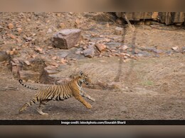 3 Maharashtra Men Lay Electrified Wire For Boar, Kill Tigress Instead, Arrested 3 Maharashtra Men Lay Electrified Wire For Boar, Kill Tigress Instead, Arrested